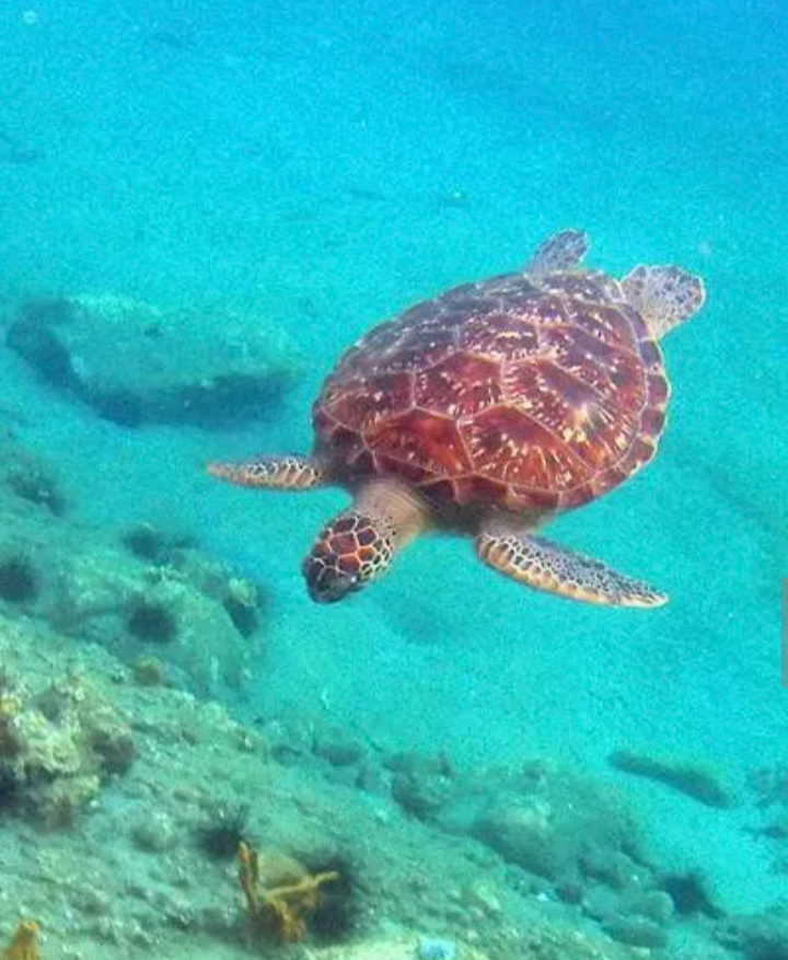 Partez à la rencontre des dauphins et des tortues avec KAIRIDREAM Martinique